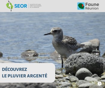 Faune-Réunion : l'oiseau du mois, le Pluvier argenté
