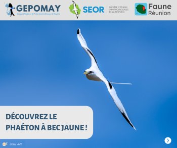 Faune-Réunion : l'oiseau du mois