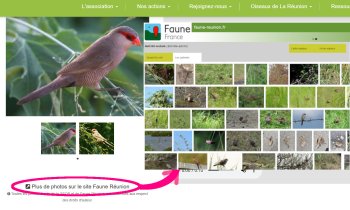 Accès direct aux milliers de photos d'oiseaux de Faune-Réunion