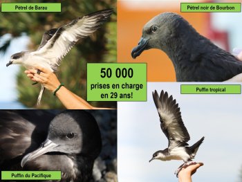 50 000 pétrels et puffins pris en charge... et autant de raisons de s'inquiéter