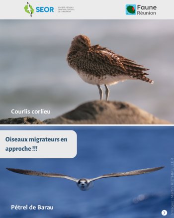 Faune-Réunion : oiseaux migrateurs en approche